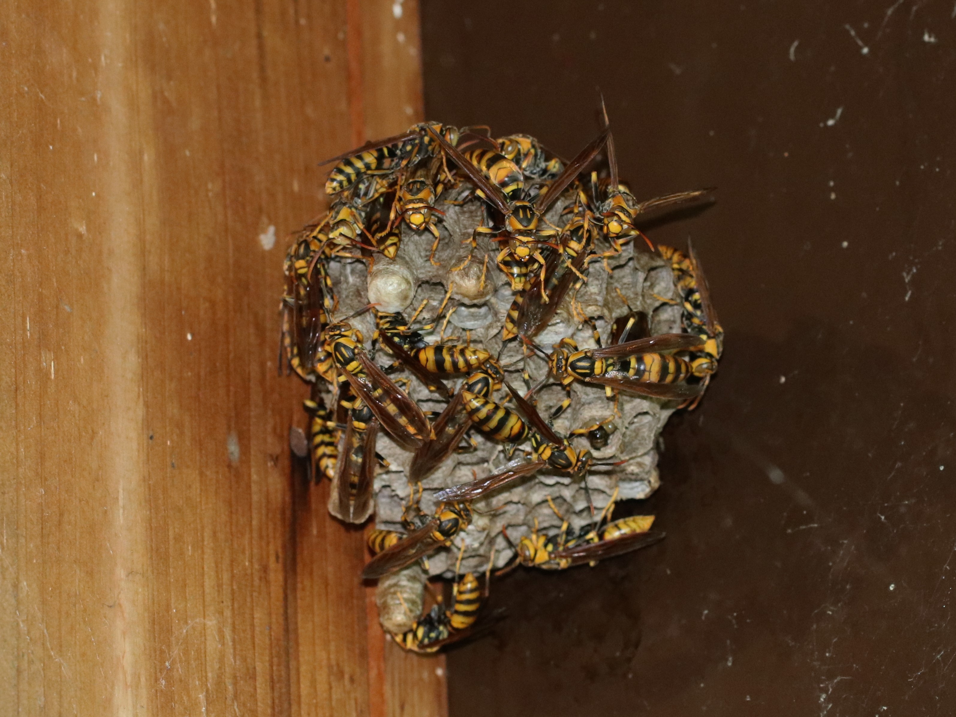 キアシナガバチの巣